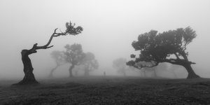 Krumme Bäume im Nebel