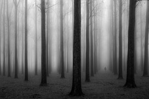 Mysteriöser nebliger Wald von Jochen Bongaerts