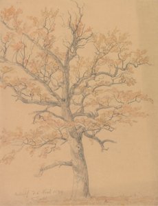 Eichenbaum mit Herbstlaub, Milicz von Johan Christian Dahl