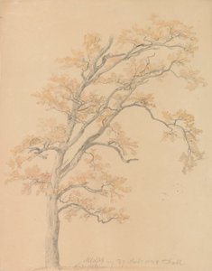 Eiche mit Herbstlaub, Milicz von Johan Christian Dahl