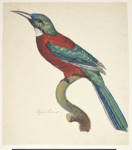 Exotischer Vogel