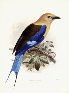 Blauwangenspint, 1893