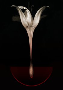 Blutende Lilie, 2013 von Johan Lilja