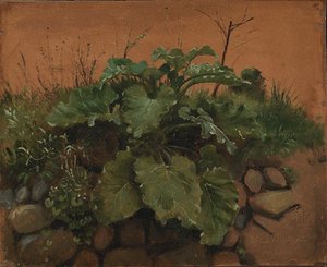 Eine Klette und andere Pflanzen an einer Steinmauer