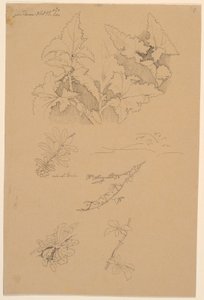 Blatt- und Blumenstudien von Johan Thomas Lundbye