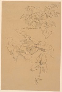 Blattstudien u.a. von einer Kala. Oben: Bleistiftskizze eines Giebels von Johan Thomas Lundbye