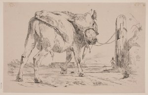 Ein junger Stier, der an einen Pfosten gebunden ist