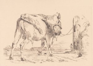 Ein Stierkalb an einen Pfosten gebunden von Johan Thomas Lundbye