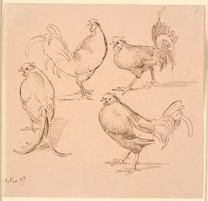 Vier Studien von Hähnen