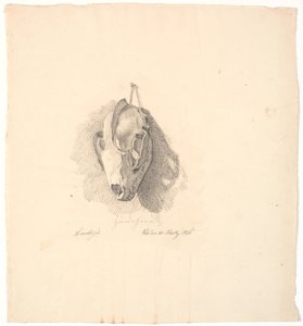 Hundeschädel von Johan Thomas Lundbye