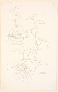 Pflanzenstudien, u.a. von Winden von Johan Thomas Lundbye