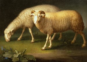 Ein Widder und Schafe von Johan Wenzel Peter