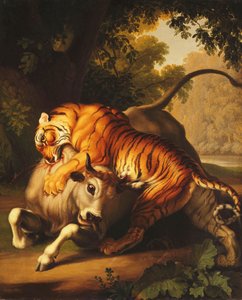 Ein Tiger greift einen Stier an, 1785