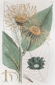 Alant Inula helenium, 1804-1811 von Johan Wilhelm Palmstruch