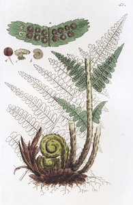 Männlicher Farn Dryopteris filix-mas von Johan Wilhelm Palmstruch