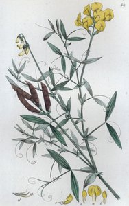 Wiesen-Platterbse Lathyrus pratensis, 1804-1811 von Johan Wilhelm Palmstruch