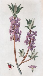 Seidelbast Daphne mezereum, 1804-1811