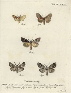 Argentinfalter, Flammenbrokat und Bogenschützenpfeil von Johann Carl Bock