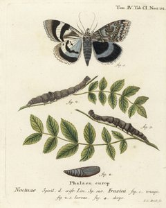 Blauer Unterflügel oder Clifden Nonpareil, Catocala fraxini. Handkolorierter Kupferstich von Johann Carl Bock nach Eugenius Johann Christoph Espers Die Schmetterlinge in Abbildungen nach der Natur, Erlangen von Johann Carl Bock