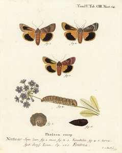 Breitrandige Gelbflügel, Noctua fimbriata. Handkolorierter Kupferstich von Johann Carl Bock nach Eugenius Johann Christoph Espers Die Schmetterlinge in Abbildungen nach der Natur, Erlangen