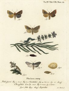 Polierte Messingmotte, Diachrysia chrysitis 1-5, und grün silbergesprenkelter Hai, Cucullia argentea 6-9. Handkolorierter Kupferstich von Johann Carl Bock nach Eugenius Johann Christoph Espers Die Schmetterlinge in Abbildungen nach der Natur, Erlangen