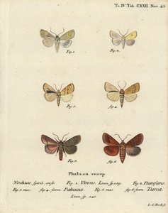Burren-Grün, Calamia tridens 1, Gelb, Xanthia icteritia 2, Winkelstreifen-Gelb, Enargia paleacea 3,4, und Doppellinie, Mythimna turca 5,6. Handkolorierte Kupferstichgravur von Johann Carl Bock nach Eugenius Johann Christoph Espers Die Schmetterlinge von Johann Carl Bock
