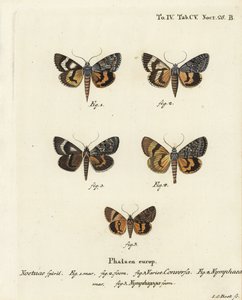 Catocala conversa 1-3, Catocala nymphaea 4, und Eichen-Gelber Unterflügel, Catocala nymphagoga 5. Handkolorierter Kupferstich von Johann Carl Bock nach Eugenius Johann Christoph Espers Die Schmetterlinge in Abbildungen nach der Natur, Erlangen von Johann Carl Bock