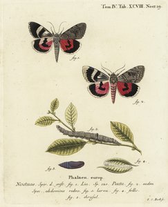 Catocala pacta Motte. Handkolorierter Kupferstich von Johann Carl Bock nach Eugenius Johann Christoph Espers Die Schmetterlinge in Abbildungen nach der Natur, Erlangen von Johann Carl Bock