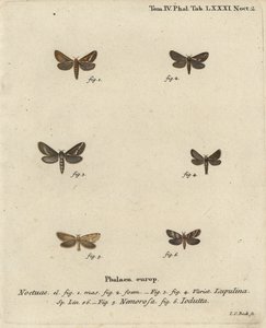 Gemeine Schnellmotte, Korscheltellus Lupulina, Goldene Schnellmotte, Phymatopus Hecta und Pharmacis Carna
