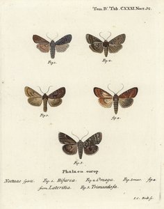 Konformist, Lithophane furcifera 1, Doppelstrich, Graphiphora augur 2, seltene Bräune, Apamea lateritia 3,4, und Silberbögen, Polia hepatica 5 von Johann Carl Bock