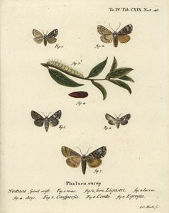 Kronenmotte, Craniophora ligustri 1-4, Marmorierte Krone, Hadena confusa 5, Verschiedene Krone, Hadena compta 6, und Grüne Bögen, Anaplectoides prasina 7. Handkolorierte Kupferstichgravur von Johann Carl Bock nach Eugenius Johann Christoph Espers Die Schme von Johann Carl Bock