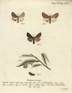 Kammzahnspinner, Ptilodon capucinus