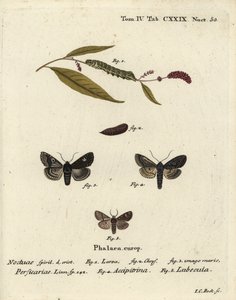 Punkt, Melanchra persicariae 1-4, und Dryobota labecula 5. Handkolorierter Kupferstich von Johann Carl Bock nach Eugenius Johann Christoph Espers Die Schmetterlinge in Abbildungen nach der Natur, Erlangen von Johann Carl Bock