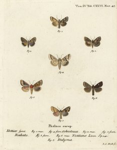 Dunkle Sallow, Eremobia ochroleuca 1,4, Cynaeda dentalis 2,3, Ohrmotte, Amphipoea oculea 5,6, und Gemeiner Rustik, Mesapamea secalis 7. Handkolorierter Kupferstich von Johann Carl Bock nach Eugenius Johann Christoph Espers Die Schmetterlinge in Abbildungen