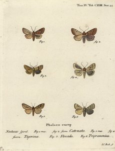 Gerandete Kastanie, Agrochola helvola 1,2, gepunktete Kastanie, Conistra rubiginea 3,4, braunlinige Helleule, Mythimna conigera 5, und dreifache Linien, Charanyca trigrammica 6. Handkolorierter Kupferstich von Johann Carl Bock nach Eugenius Johann Christop