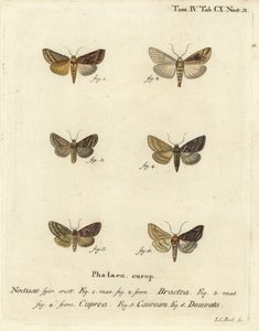 Goldspange, Autographa bractea 1,2, Euchalcia modestoides 3,4, Lamprotes c-aureum 5 und Panchrysia deaurata 6. Handkolorierter Kupferstich von Johann Carl Bock nach Eugenius Johann Christoph Espers Die Schmetterlinge in Abbildungen nach der Natur