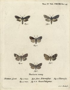 Grüner silbergesprenkelter Hai, Cucullia argentea 1,2, herbstlicher Rustikaler, Eugnorisma glareosa 4, Achtzigerfigur, Tethea ocularis 4-6. Handkolorierter Kupferstich von Johann Carl Bock nach Eugenius Johann Christoph Espers Die Schmetterlinge in Abbildu