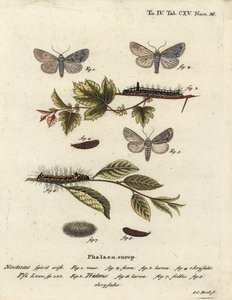 Grauer Dolch, Acronicta psi 1-4, und Dunkler Dolch, Acronicta tridens 5-8. Handkolorierter Kupferstich von Johann Carl Bock nach Eugenius Johann Christoph Espers Die Schmetterlinge in Abbildungen nach der Natur, Erlangen