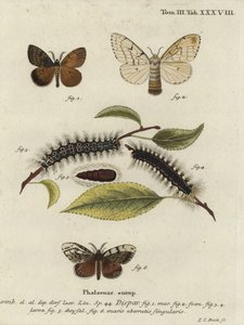 Zigeunermotte, Lymantria dispar