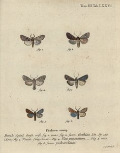 Hebräischer Buchstabe, Schwarzfleck-Kastanienmotte, Kleine Quakermotte usw. von Johann Carl Bock