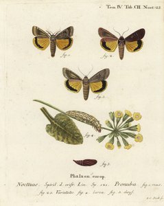 Großer Gelbflügel, Noctua pronuba, und Varianten. Handkolorierter Kupferstich von Johann Carl Bock nach Eugenius Johann Christoph Espers Die Schmetterlinge in Abbildungen nach der Natur, Erlangen