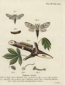 Leopardenmotte, Zeuzera pyrina