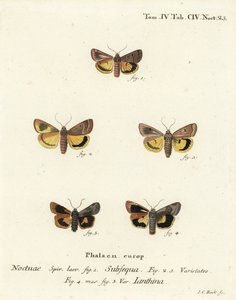 Mondgelber Unterflügel, Noctua orbona 1, und kleiner breitgeränderter gelber Unterflügel oder Langmaids gelber Unterflügel, Noctua janthina 2-5. Handkolorierter Kupferstich von Johann Carl Bock nach Eugenius Johann Christoph Espers Die Schmetterlinge in Ab von Johann Carl Bock