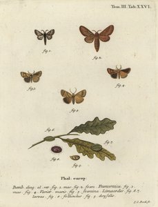 Malacosoma franconicum Motte und Festoon, Apoda limacodes von Johann Carl Bock