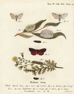 Müller-Motte, Acronicta leporina 1-5, und Zinnober-Motte, Tyria jacobaeae 6-8. Handkolorierter Kupferstich von Johann Carl Bock nach Eugenius Johann Christoph Espers Die Schmetterlinge in Abbildungen nach der Natur, Erlangen von Johann Carl Bock