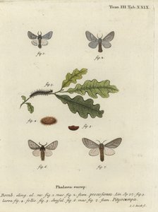 Eichenprozessionsspinner, Thaumetopoea processionea