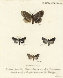 Alte Dame oder Schwarzer Unterflügel, Mormo maura 1, Östlicher Alchimist, Aedia leucomelas 2, und Dypterygia scabriuscula 3,4. Handkolorierter Kupferstich von Johann Carl Bock nach Eugenius Johann Christoph Espers Die Schmetterlinge in Abbildungen nach der