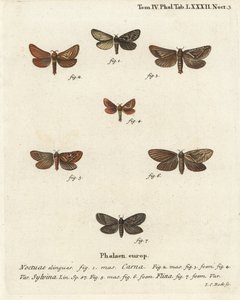 Pharmacis carna 2-4, Orange-Swift, Triodia sylvina 5,6, und Gold-Swift, Phymatopus hecta 7. Handkolorierter Kupferstich von Johann Carl Bock nach Eugenius Johann Christoph Espers Die Schmetterlinge in Abbildungen nach der Natur, Erlangen