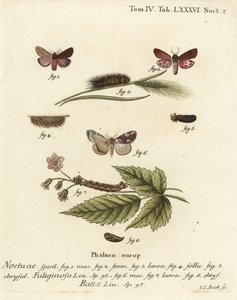 Rubin-Tiger-Motte, Phragmatobia fuliginosa 1-5, und Pfirsichblüten-Motte, Thyatira batis 6-8. Handkolorierter Kupferstich von Johann Carl Bock nach Eugenius Johann Christoph Espers Die Schmetterlinge in Abbildungen nach der Natur, Erlangen