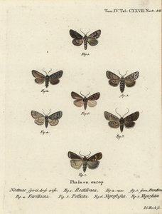 Sächsische Motte, Hyppa rectilinea 1, Schermotte, Hada plebeja 2,3, Sumpfdolch, Acronicta strigosa 4, Braunfleck-Pinion, Agrochola litura 5, Weißlinien-Dart, Euxoa nigrofusca 6, Opigena polygona 7. Handkolorierter Kupferstich von Johann Carl Bock von Johann Carl Bock